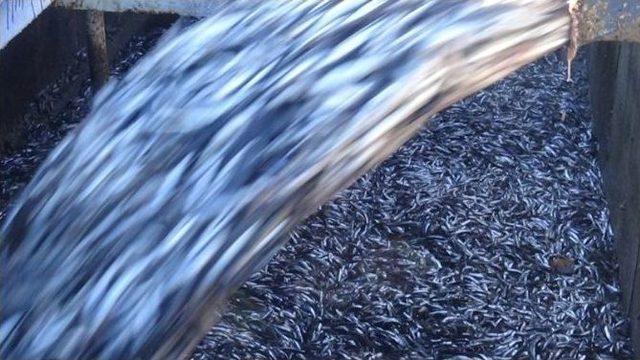 Limana 350 Ton Hamsi İle Geldiler 1