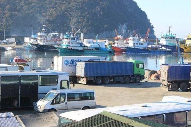 Limana 350 Ton Hamsi İle Geldiler 2