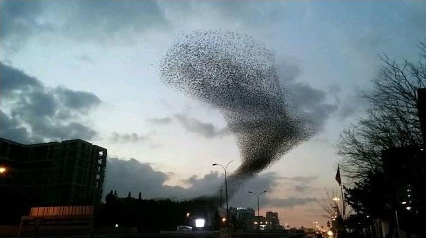 (&ouml;zel Haber) İstanbul Semalarında Sığırcık Ş&ouml;leni