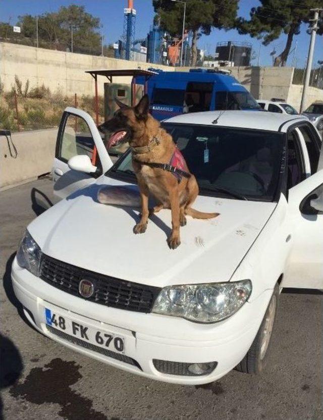 Salçalı Uyuşturucu Kaçakçılığına ’narkotik Çıtır’ Engeli