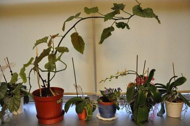 (&ouml;zel Haber) Organik Işık Yayan Bitkiler Sokakları Aydınlatacak 1