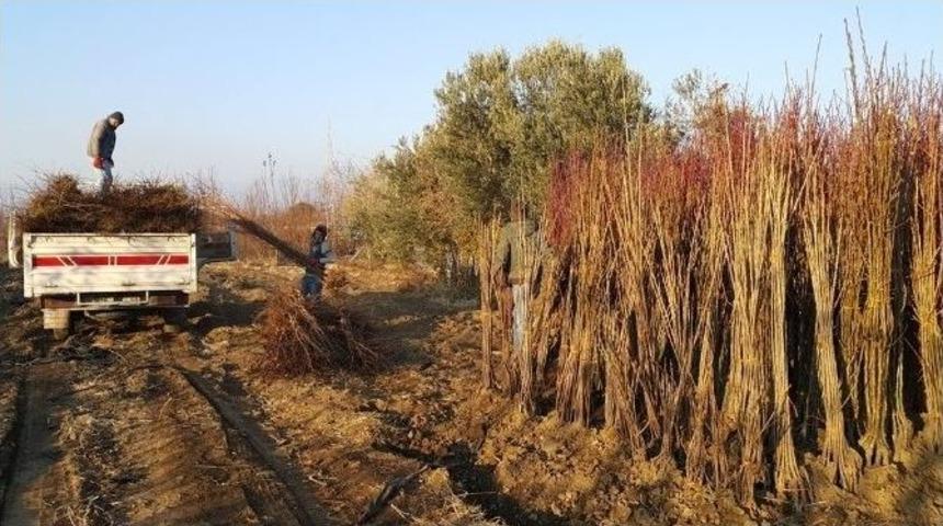 Yılda 20 Milyon Meyve Fidanı &Uuml;retilen &Ouml;demiş&rsquo;te Fidan Sevkiyatı Hazırlığı