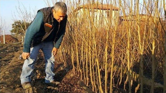 Yılda 20 Milyon Meyve Fidanı Üretilen Ödemiş’te Fidan Sevkiyatı Hazırlığı