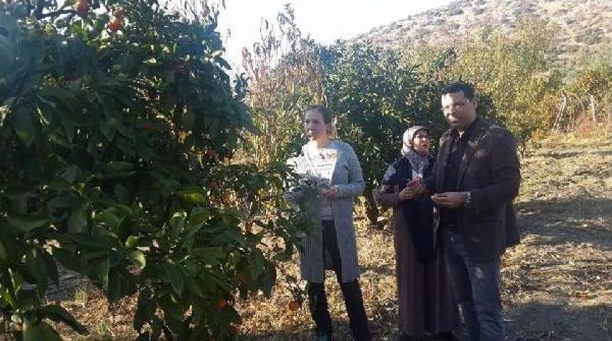 Mandalina Toplama Turizmi