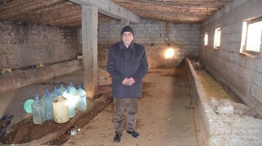 Tek Ge&ccedil;im Kaynağı Olan Hayvanları &Ccedil;alındı