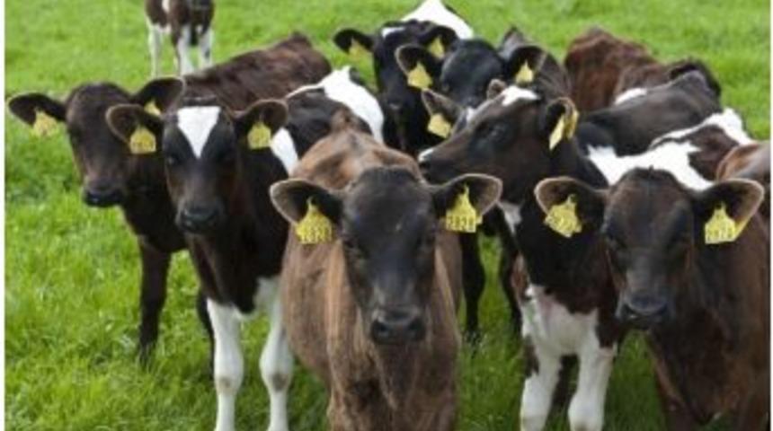 Damızlık D&uuml;ve Yetiştiriciliğinin Desteklenmesi