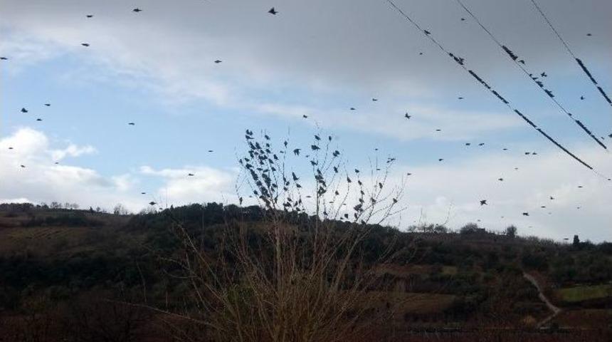 Sığırcıklar Meyve Bah&ccedil;elerine Dadandı