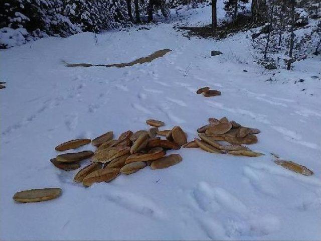 Yaban Hayvanları Için Doğaya Yem Bırakıldı