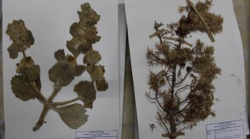 Sivas'ta 25 Bin Bitkili 'herbaryum'