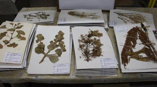 Sivas ta 25 Bin Bitkili  herbaryum  1
