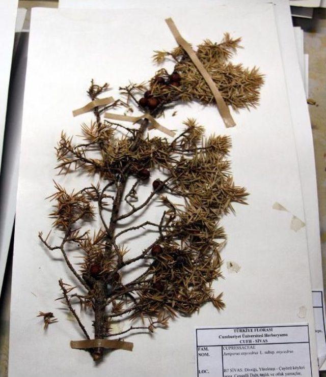 Sivas ta 25 Bin Bitkili  herbaryum  2
