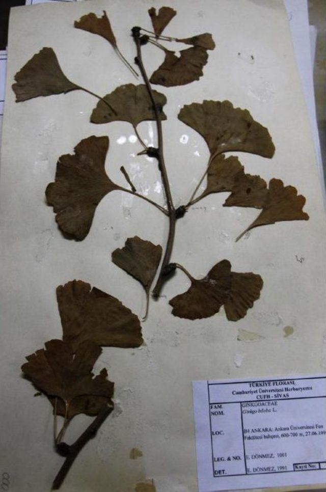 Sivas ta 25 Bin Bitkili  herbaryum  3
