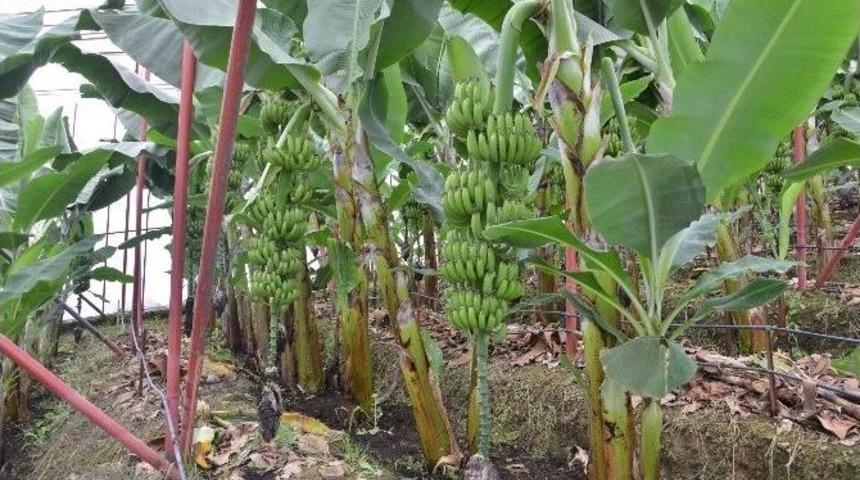 G&uuml;lnar&rsquo;da Sera Muzunda İkinci Hasat Başladı