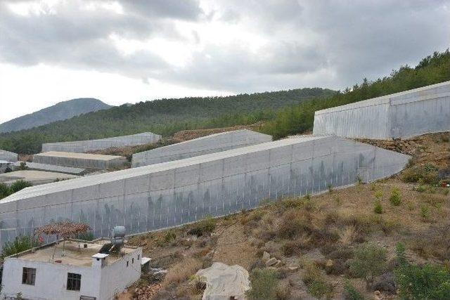 Gülnar’da Sera Muzunda İkinci Hasat Başladı