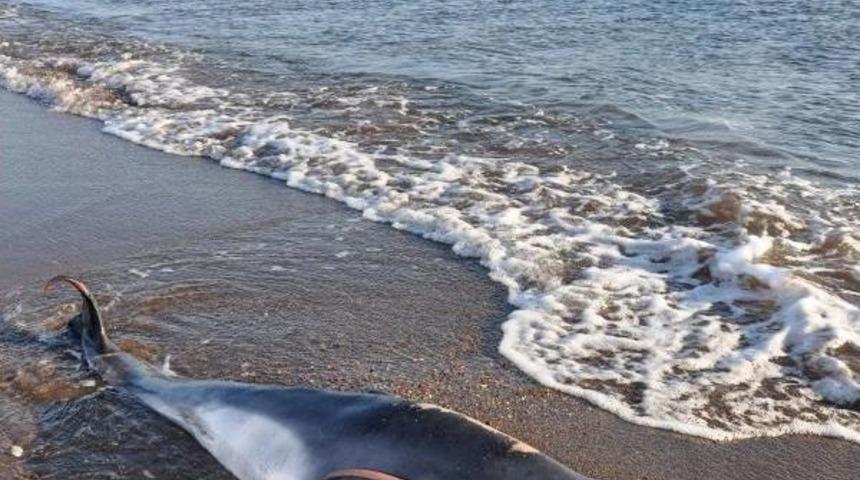 Dat&ccedil;a'da &Ouml;l&uuml; Yunus Sahile Vurdu