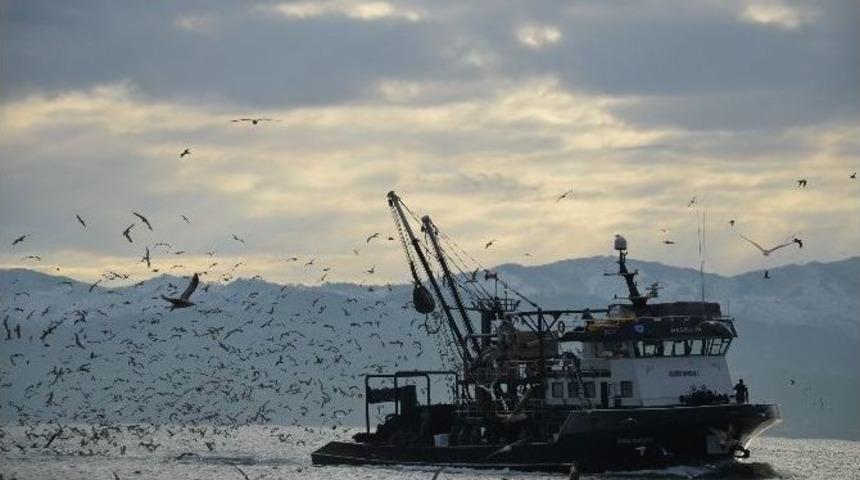 Ordulu Balık&ccedil;ılar Batı Karadeniz&rsquo;de Avlanıyor