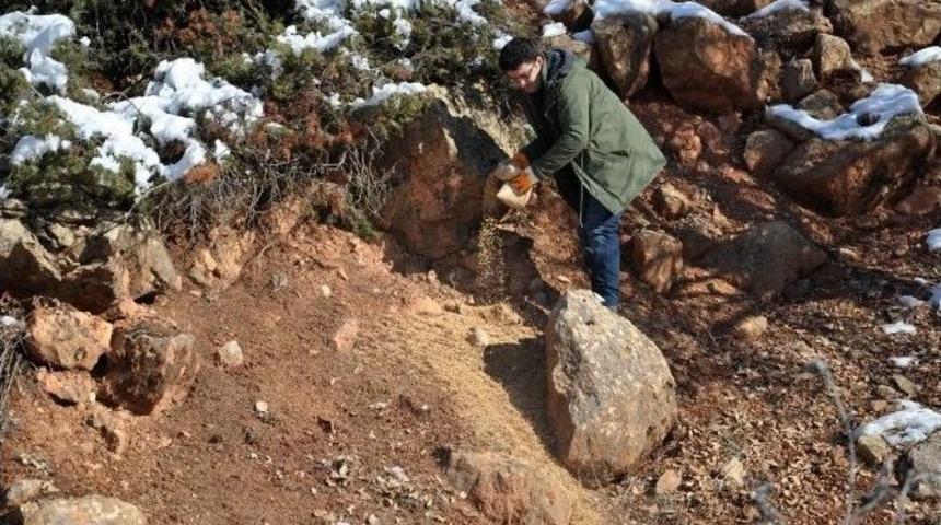 Tunceli&rsquo;de Yaban Hayvanları İ&ccedil;in Doğaya Yem Bırakıldı