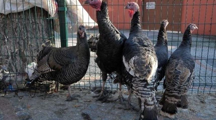 Hindi Fiyatları El Yakıyor