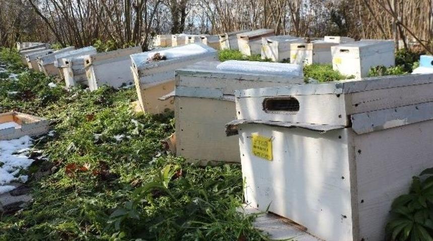 Konak: &ldquo;arı Kış Boyunca Strese Sokulmamalı&rdquo;