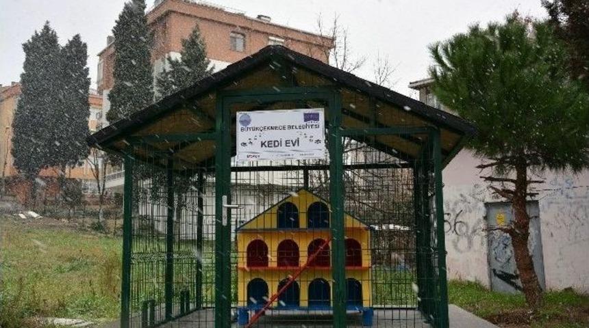B&uuml;y&uuml;k&ccedil;ekmece&rsquo;de Sokak Hayvanları Koruma Altında