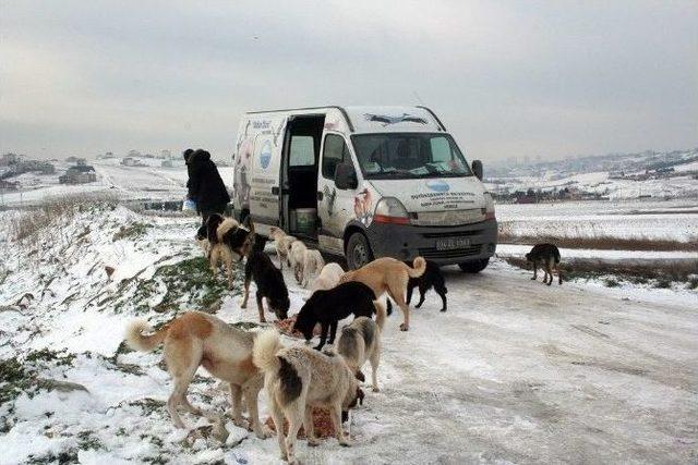 Büyükçekmece’de Sokak Hayvanları Koruma Altında