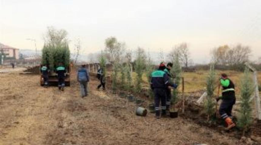 Başiskele’de 1 Yılda 5 Bin Adet Ağaç Toprakla Buluştu