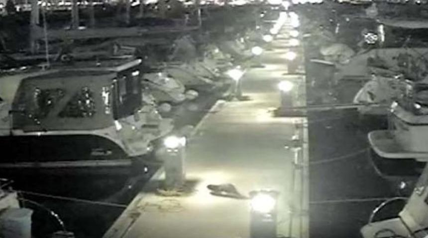 Su Samuru Marinayı Mesken Edindi