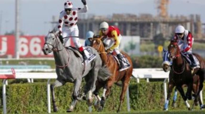 90. Gazi Şampiyonu Graystorm Dubai Yolcusu