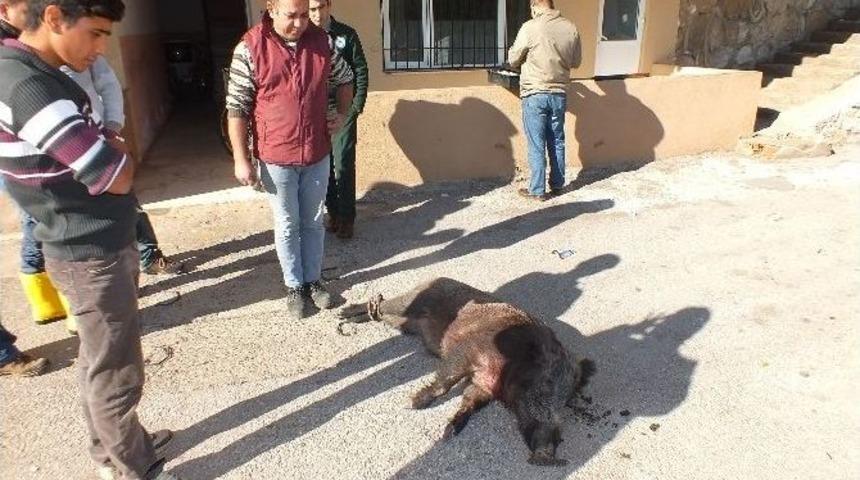 Marmaris&rsquo;te Yaralı Domuz İğneyle Uyutuldu