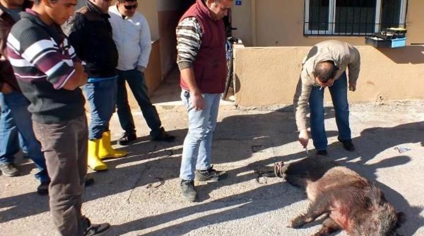 Kazada Yaralanan Dişi Yaralı Domuz Iğneyle Uyutuldu