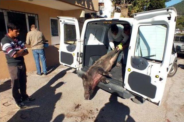 Kazada Yaralanan Dişi Yaralı Domuz Iğneyle Uyutuldu