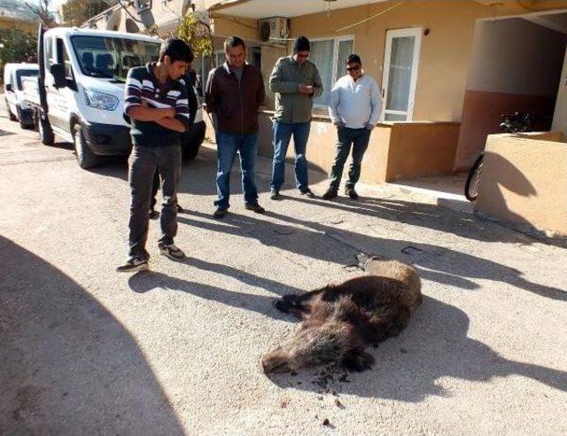 Kazada Yaralanan Dişi Yaralı Domuz Iğneyle Uyutuldu