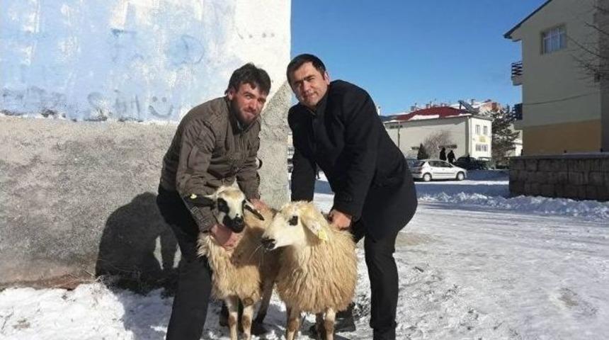 Gen&ccedil; &Ccedil;ift&ccedil;ilere K&uuml;&ccedil;&uuml;kbaş Hayvanları Teslim Edildi