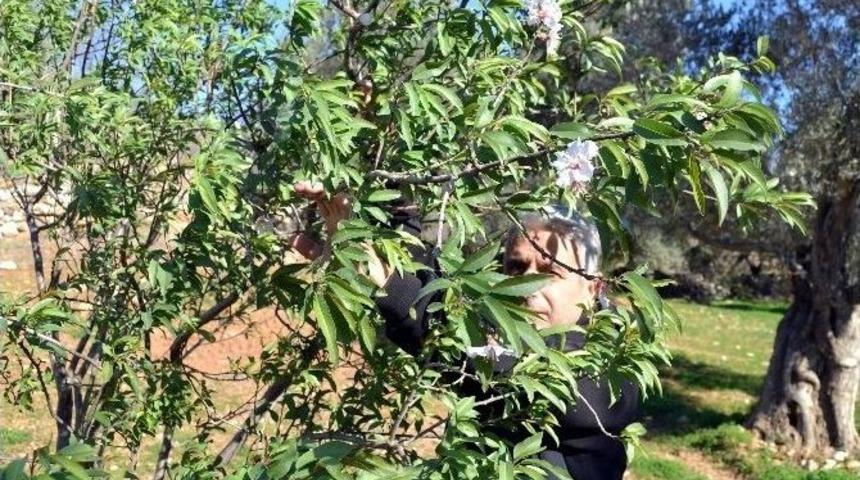(&ouml;zel Haber) Dat&ccedil;a&rsquo;da Badem Ağa&ccedil;ları &Ccedil;i&ccedil;ek A&ccedil;tı