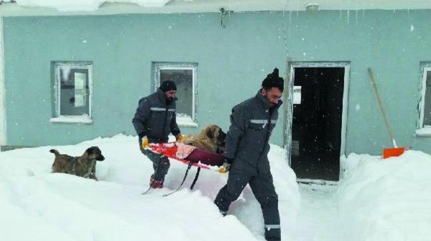 Muş'ta Sokak Hayvanları Üşümeyecek