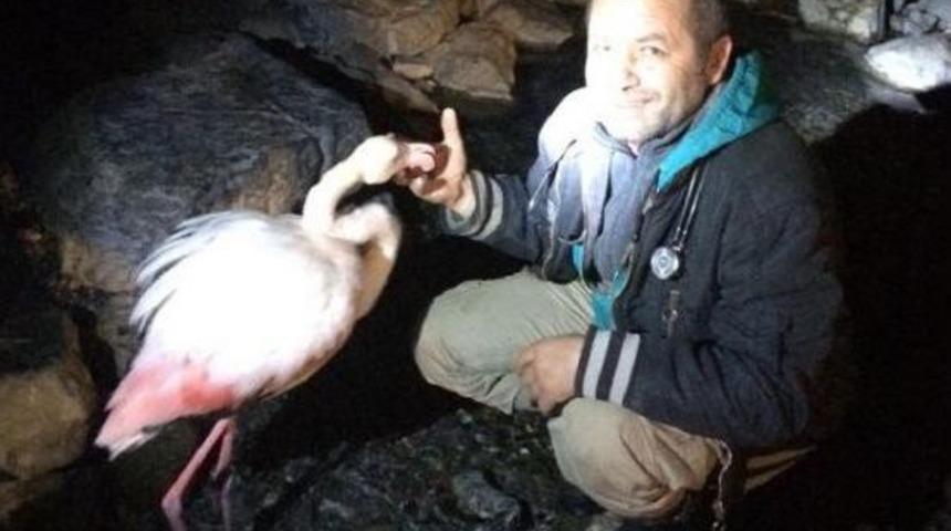 Flamingo 2 Saatlik Tedaviyle Doğaya Salındı