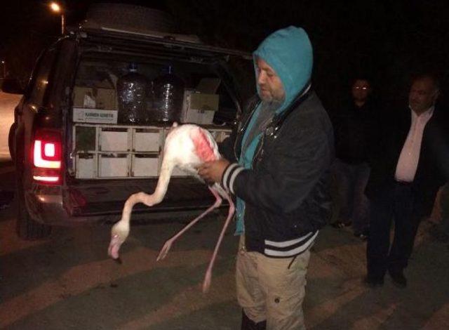 Flamingo 2 Saatlik Tedaviyle Doğaya Salındı