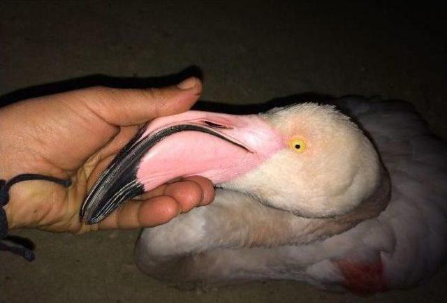 Flamingo 2 Saatlik Tedaviyle Doğaya Salındı