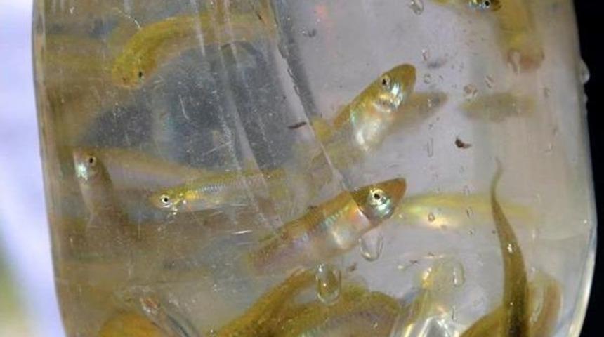 Balıklarla Sivrisinek M&uuml;cadelesi