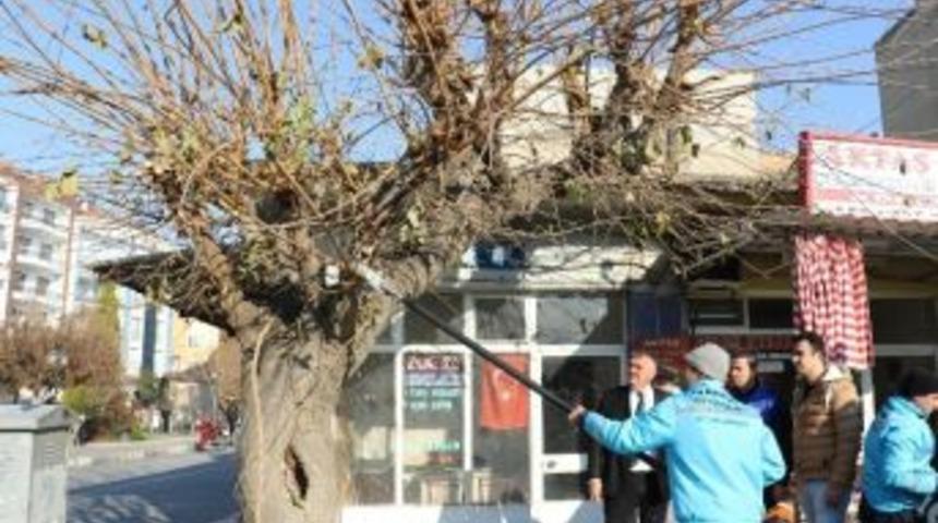 Saruhanlı&rsquo;da Ağa&ccedil;lara Kışlık Bakım