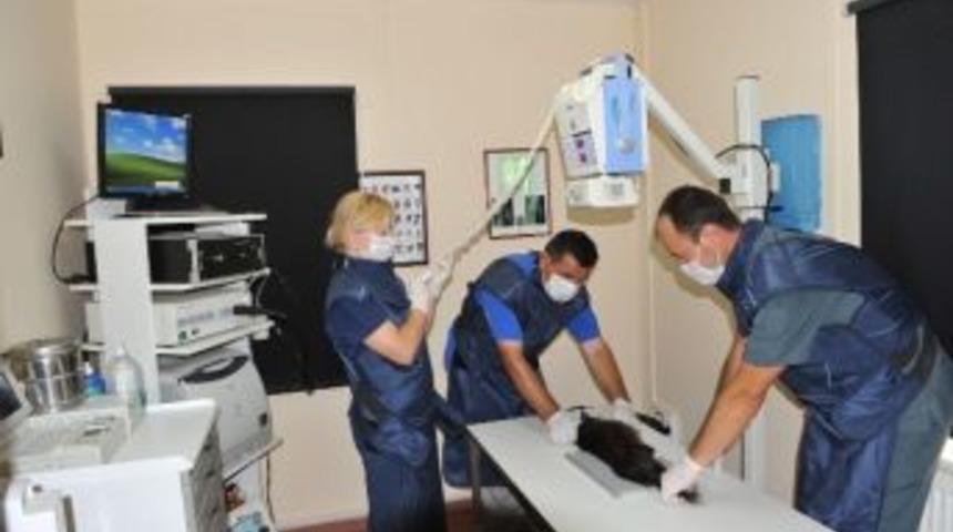 Osmangazi Binlerce Can Dostuna Kucak A&ccedil;tı