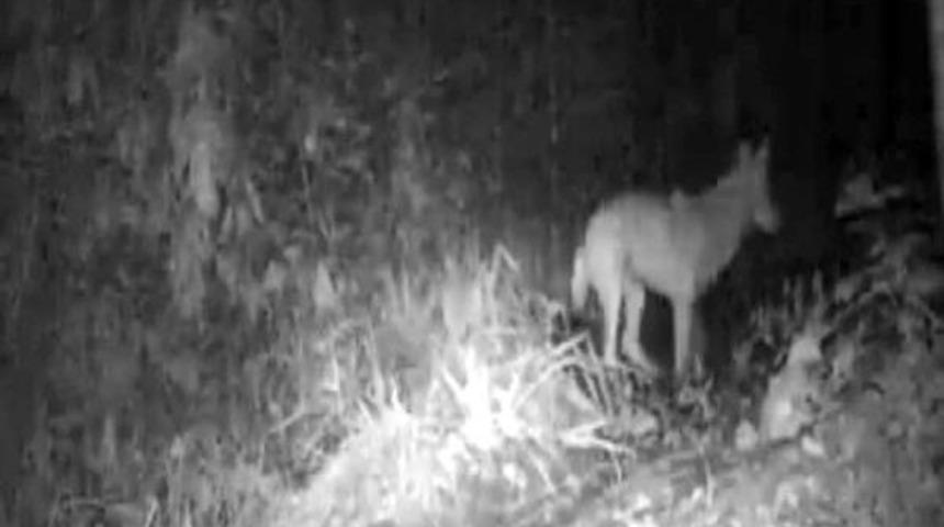 K&uuml;re Dağları Milli Parkı'nda Ilk Kez Fotokapanla Kurt G&ouml;r&uuml;nt&uuml;lendi