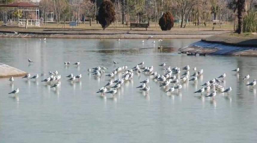 Karacabey&rsquo;de G&ouml;l Dondu