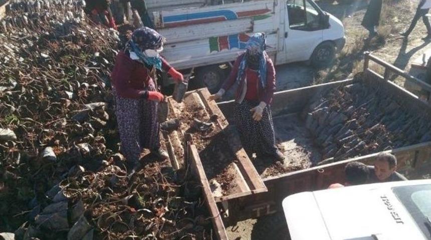 Kozluk&rsquo;ta &Ccedil;ift&ccedil;ilere 5 Bin 500 Adet Fıstık Fidesi Dağıtıldı