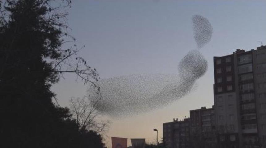 Sığırcık Kuşlarından Ilgin&ccedil; Fig&uuml;rler