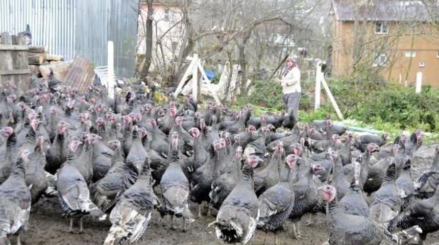 Yılbaşı &Ouml;ncesi Kandıra Hindisine Talep &Ccedil;ok