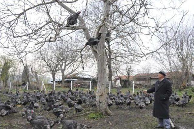 Yılbaşı Öncesi Kandıra Hindisine Talep Çok