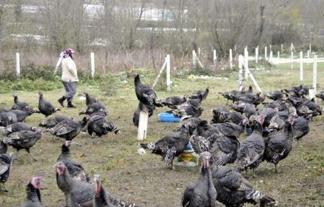 Yılbaşı Öncesi Kandıra Hindisine Talep Çok