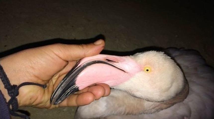 Denizli&rsquo;de Bulunan Flamingo Tedavi Edildikten Sonra Doğaya Bırakıldı