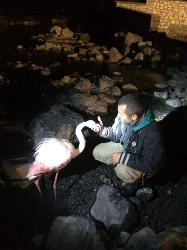 Denizli&rsquo;de Bulunan Flamingo Tedavi Edildikten Sonra Doğaya Bırakıldı 3